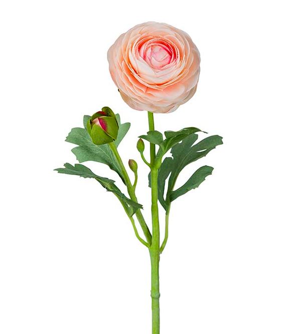 Hovedbilde KVIST Ranunkel  Rosa